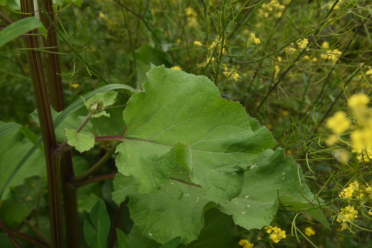 Image of genus Arctium specimen.