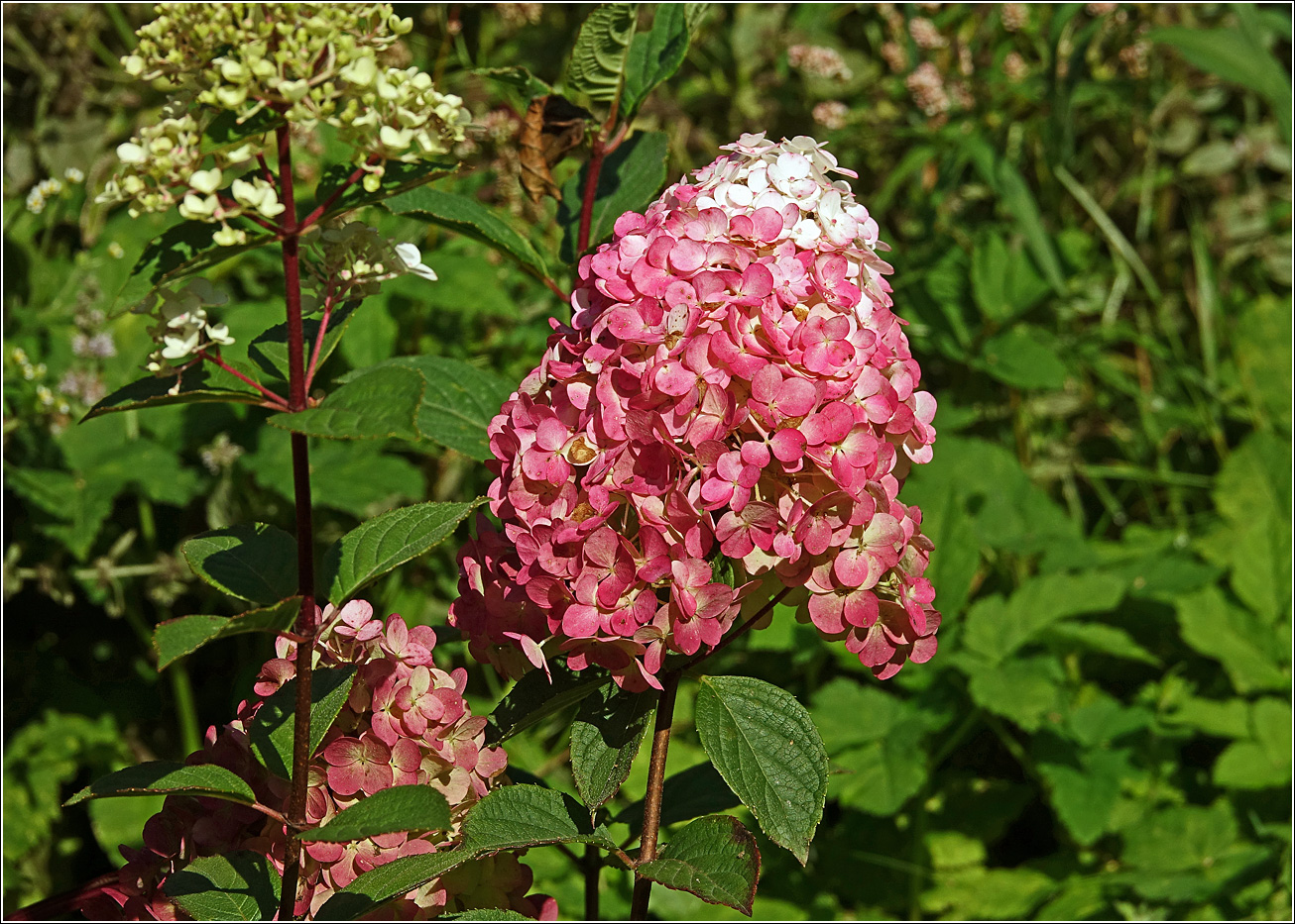 Image of Hydrangea paniculata specimen.