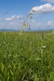 Silene saxatilis