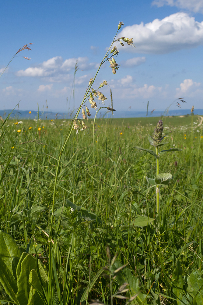 Image of Silene saxatilis specimen.