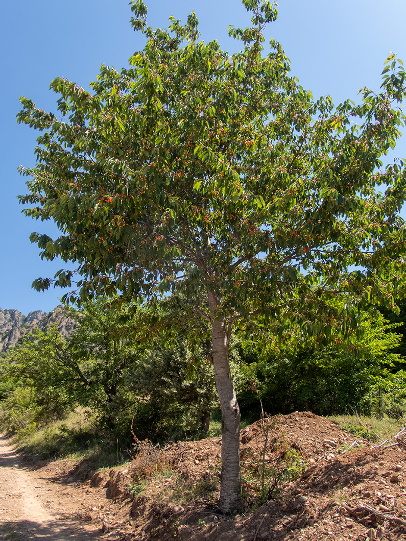 Image of Cerasus avium specimen.