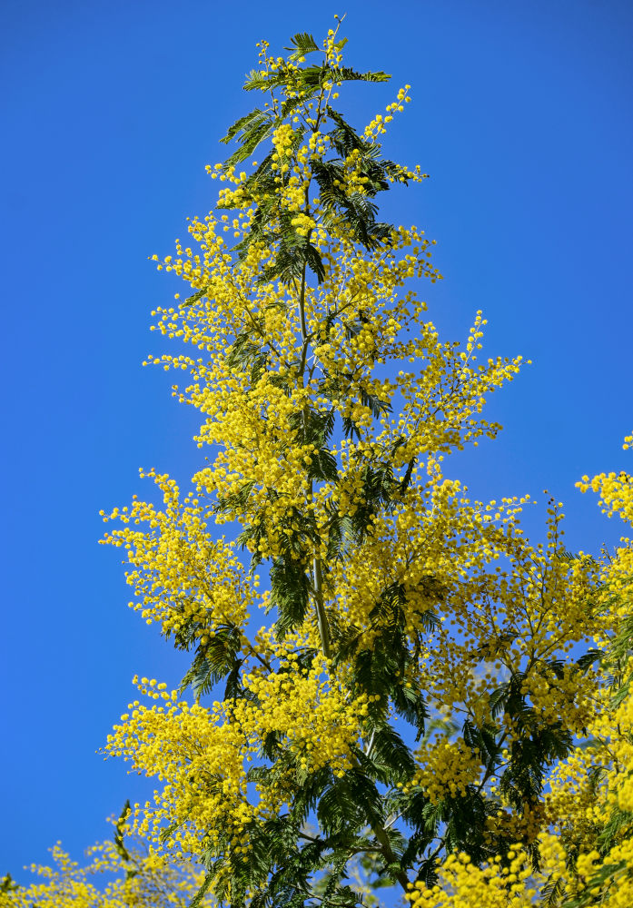 Image of Acacia dealbata specimen.