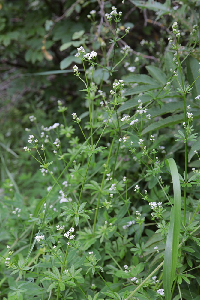 Изображение особи Galium pseudorivale.