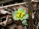 View full-size image genus Chrysosplenium