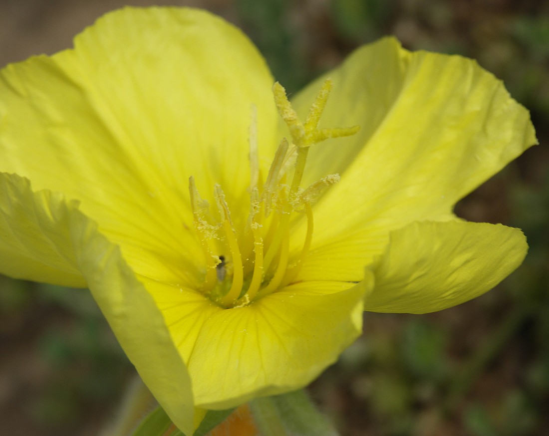 Изображение особи Oenothera drummondii.