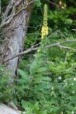 View full-size image Verbascum salgirensis