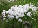 Eriophorum scheuchzeri. Плодоносящие растения на сырой техногенной площадке. Коми, Интинский р-н, пос. Желанный, Приполярный Урал, долина р. Балбанью. 18.07.2010.