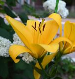 Смотреть изображение род Lilium