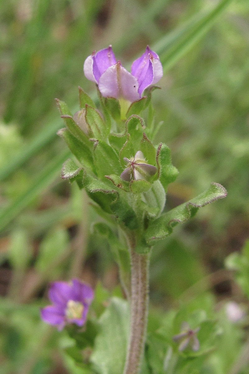 Image of Legousia hybrida specimen.