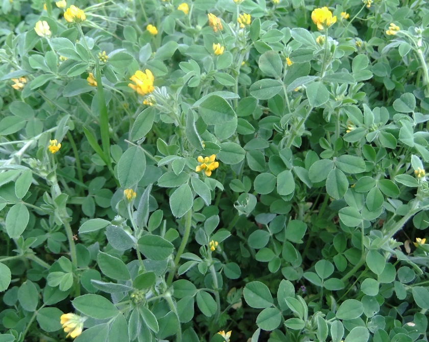 Image of Medicago minima specimen.