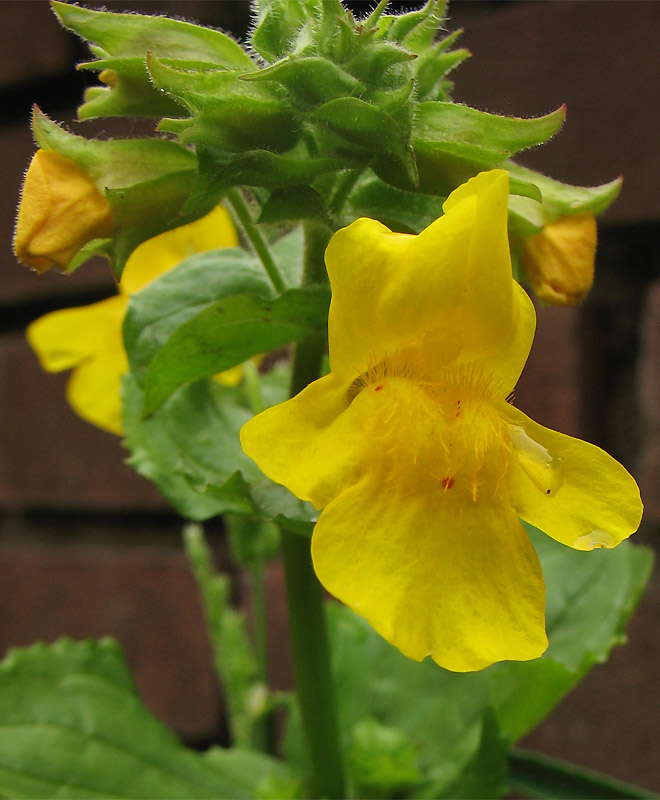 Изображение особи Mimulus guttatus.