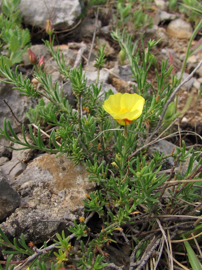 Изображение особи Fumana procumbens.