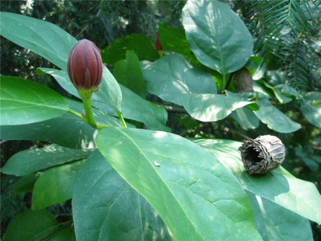 Image of genus Calycanthus specimen.