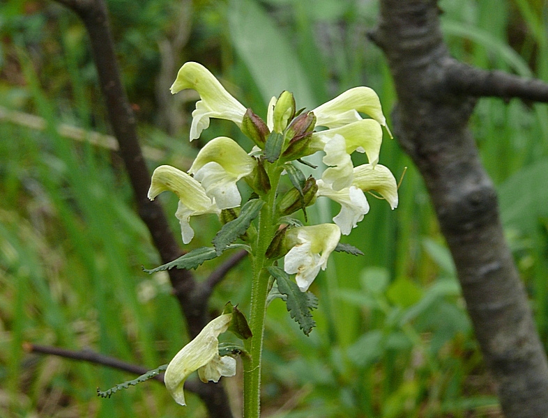 Image of Pedicularis lapponica specimen.