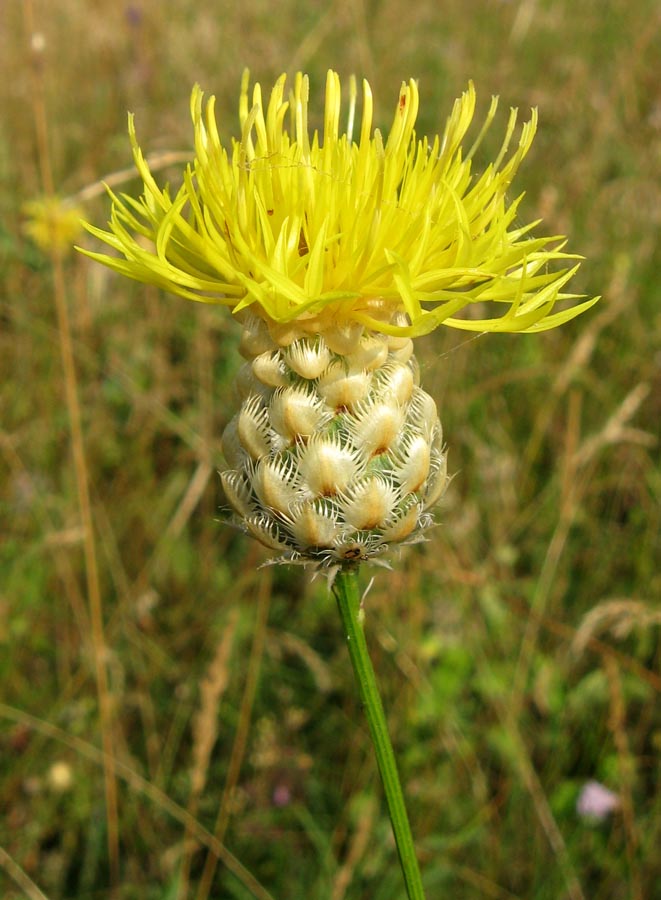 Image of Centaurea orientalis specimen.