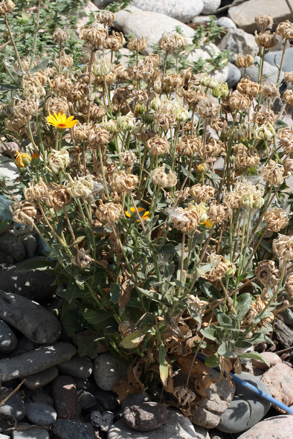 Image of Calendula officinalis specimen.