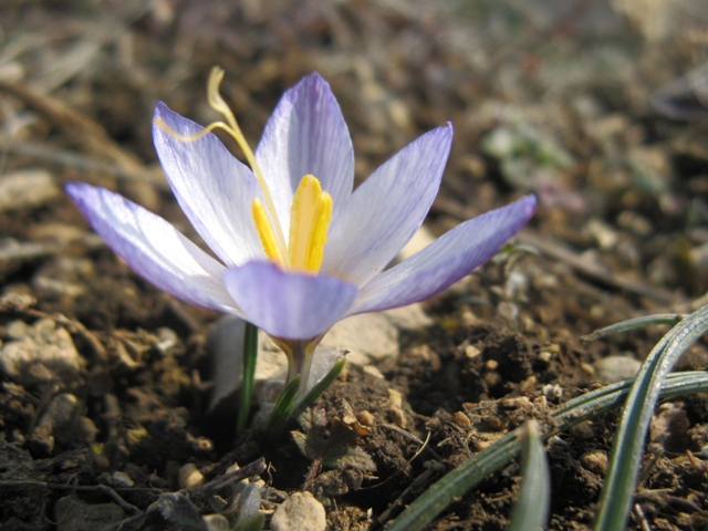 Изображение особи Crocus tauricus.