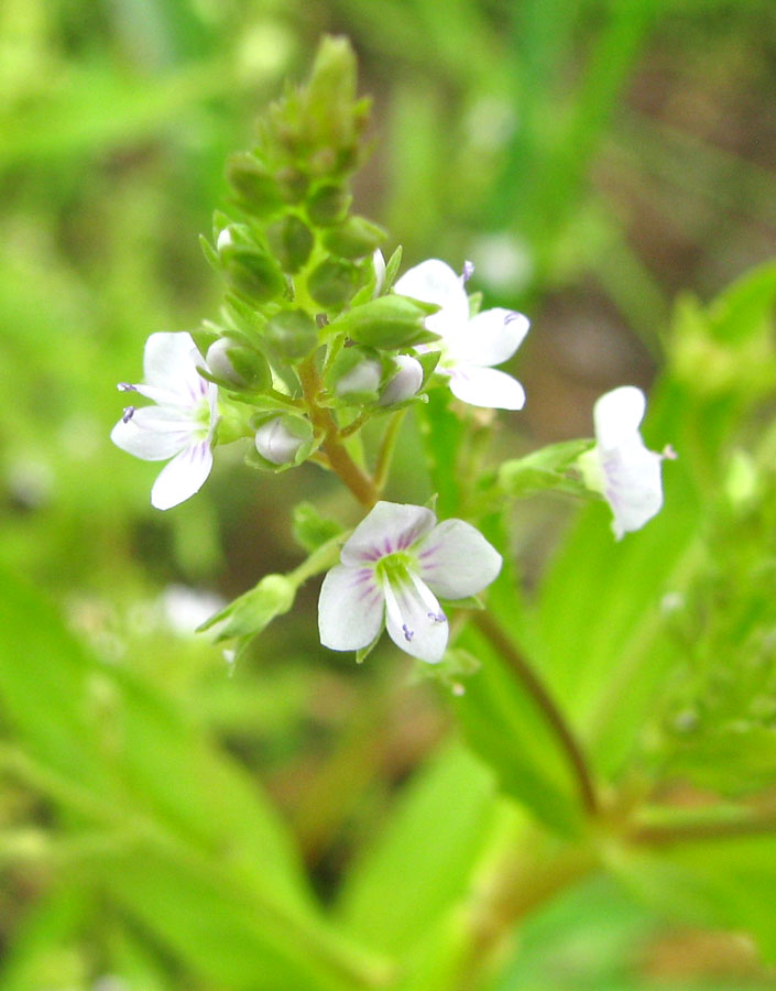 Image of Veronica anagallis-aquatica specimen.