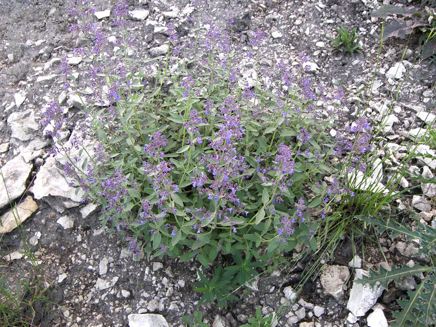 Image of Nepeta kubanica specimen.