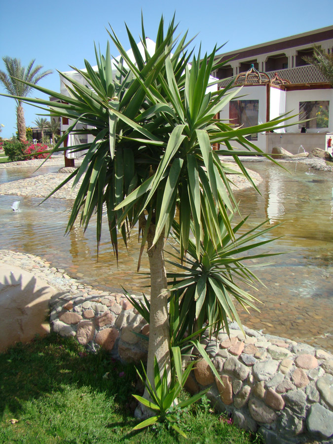 Image of genus Yucca specimen.