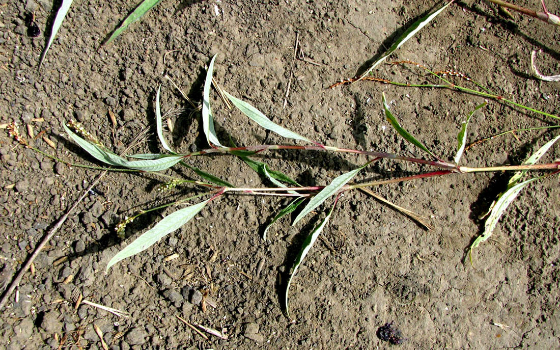 Image of genus Persicaria specimen.