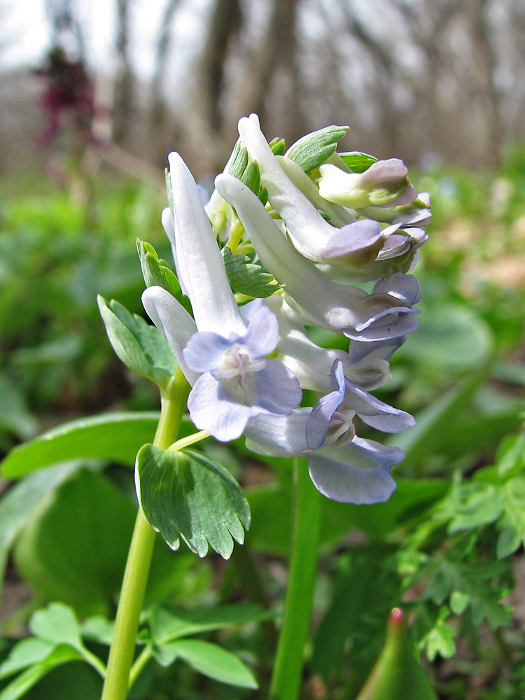 Image of Corydalis solida specimen.