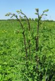 Thalictrum flavum. Зацветающие растения. Окр. Архангельска, луг. 08.06.2011.