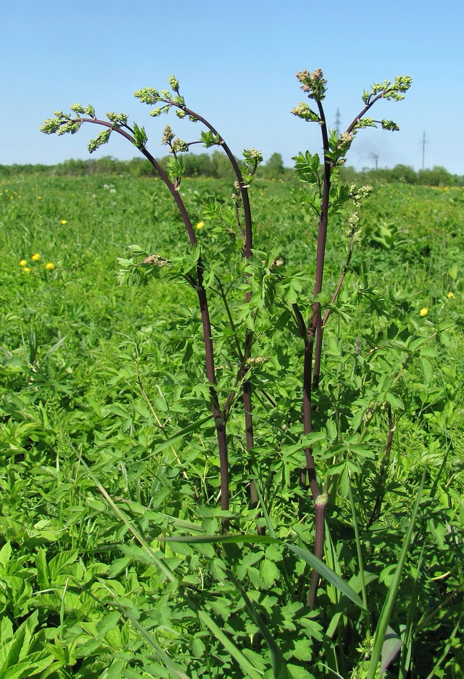 Image of Thalictrum flavum specimen.