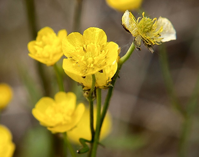 Image of Ranunculus acris specimen.