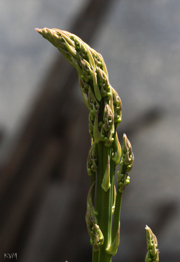 Image of genus Asparagus specimen.