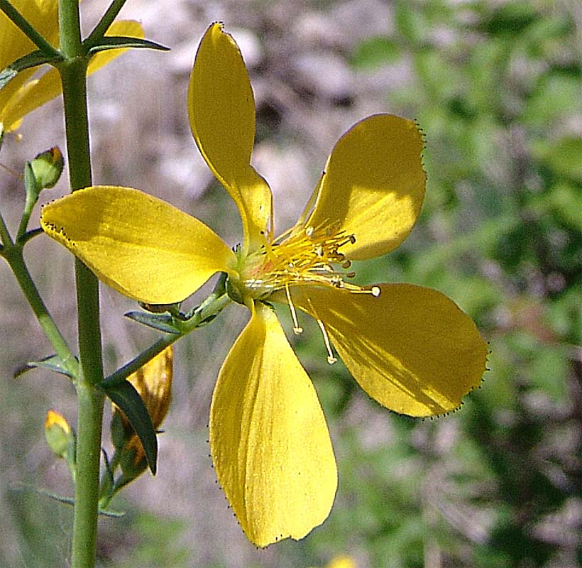 Image of Hypericum elongatum specimen.