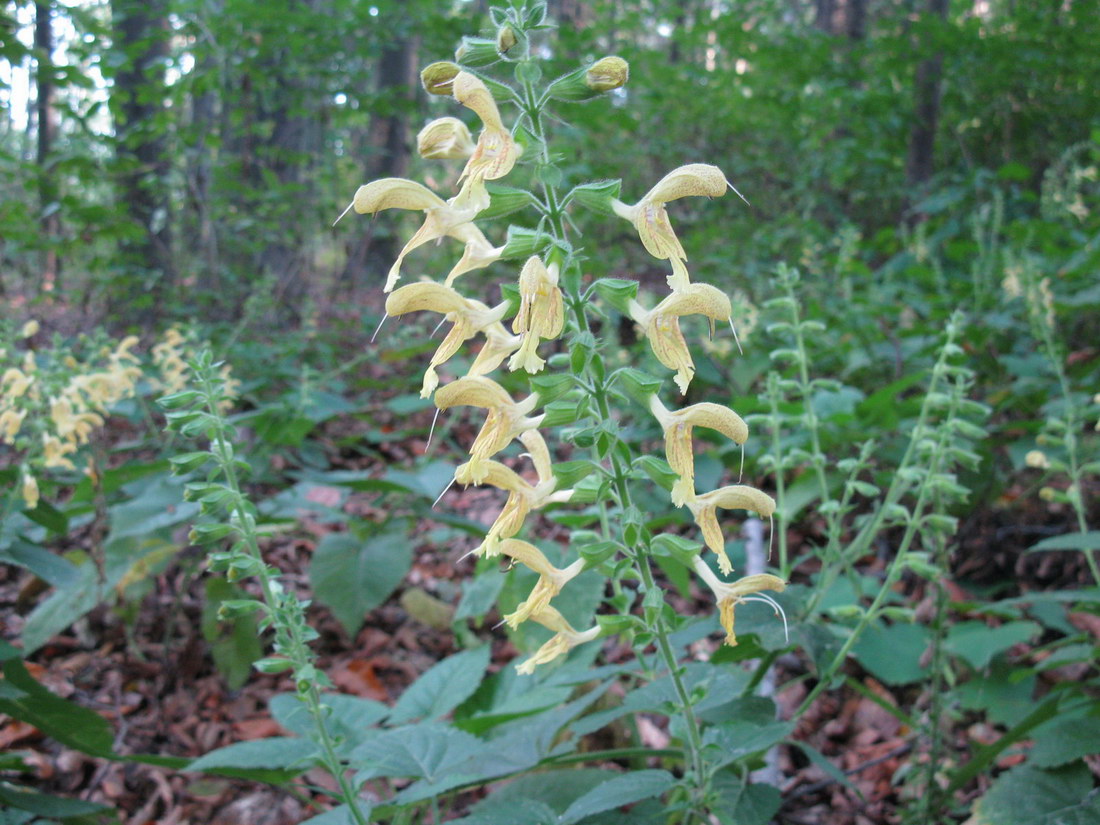 Изображение особи Salvia glutinosa.