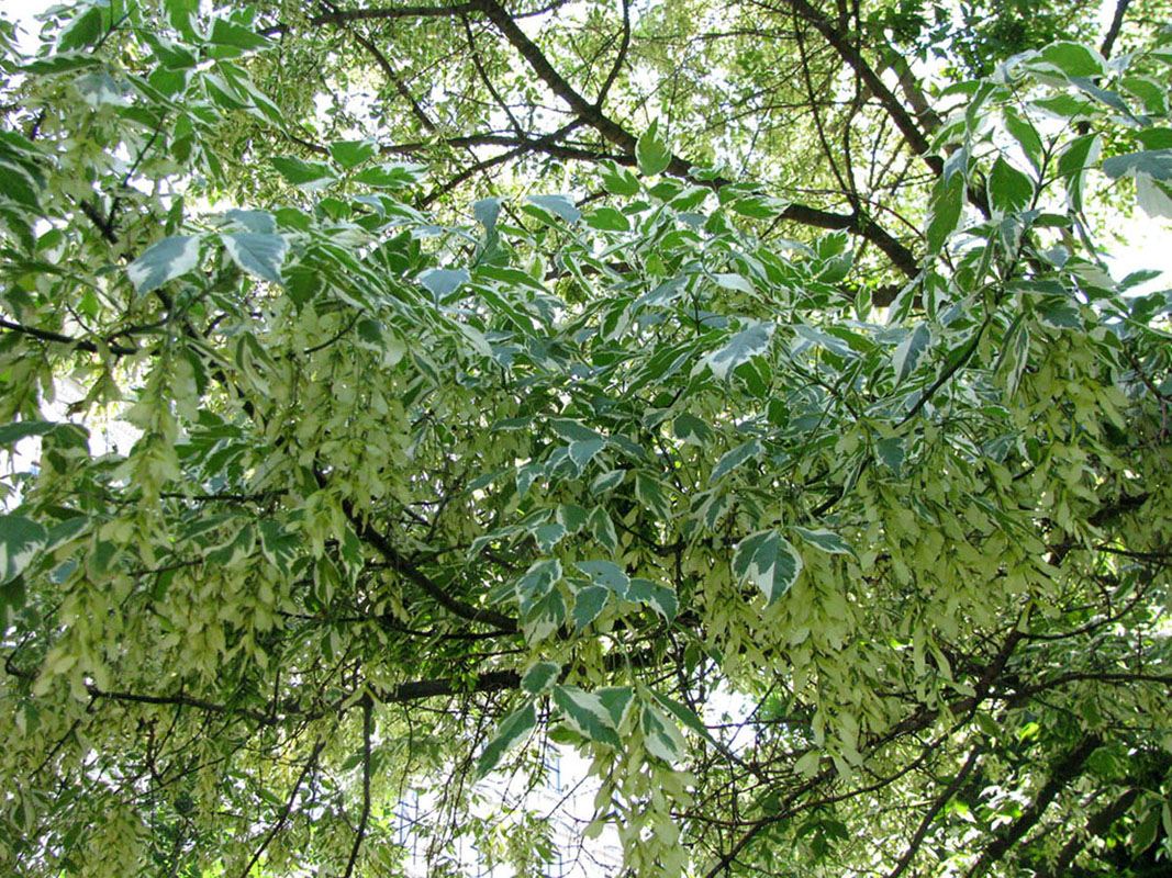 Image of Acer negundo specimen.