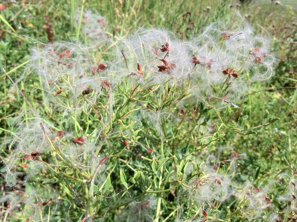 Image of Clematis lathyrifolia specimen.