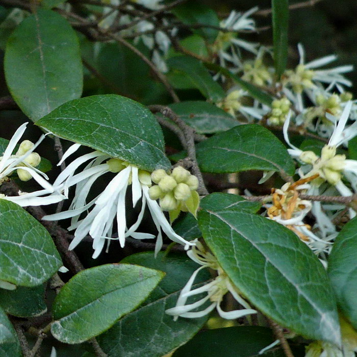 Image of Loropetalum chinense specimen.