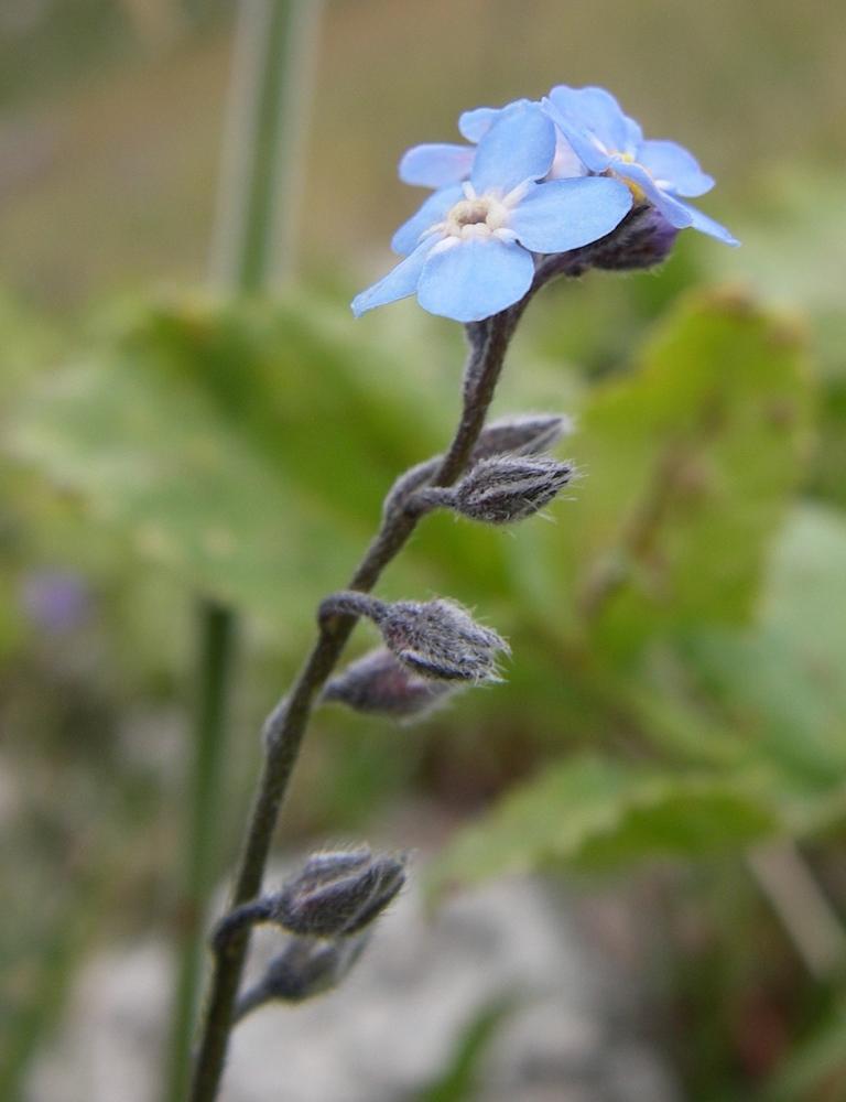 Image of Myosotis asiatica specimen.