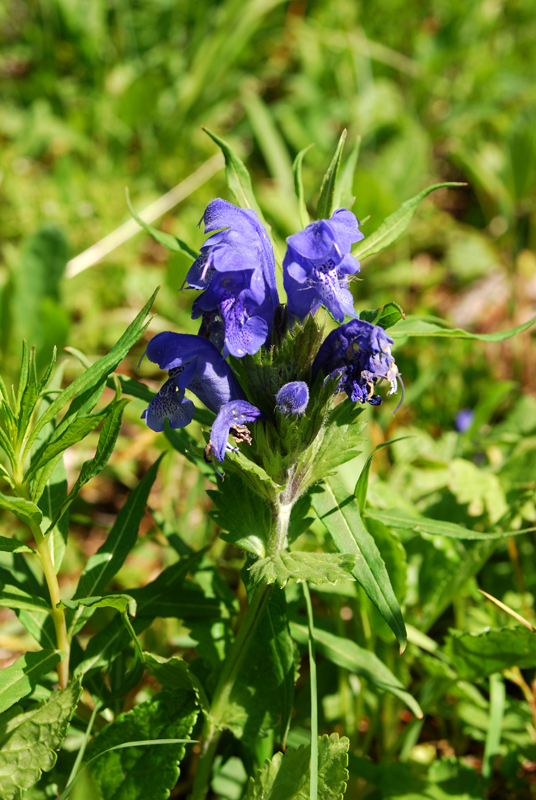 Image of Dracocephalum grandiflorum specimen.