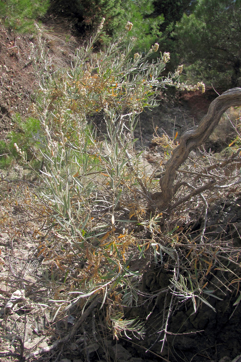 Image of Krascheninnikovia ceratoides specimen.