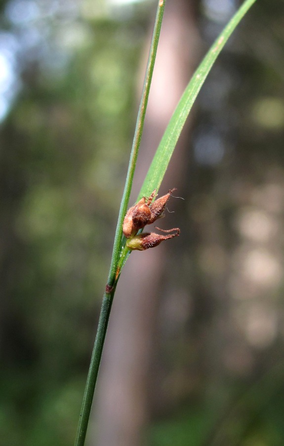 Image of Carex globularis specimen.