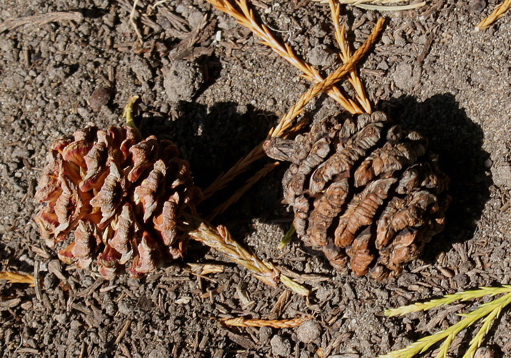 Изображение особи Sequoiadendron giganteum.