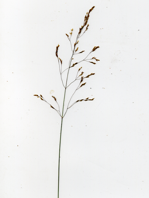 Image of Agrostis canina specimen.