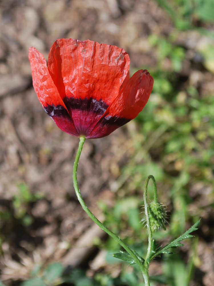 Image of Papaver pavoninum specimen.