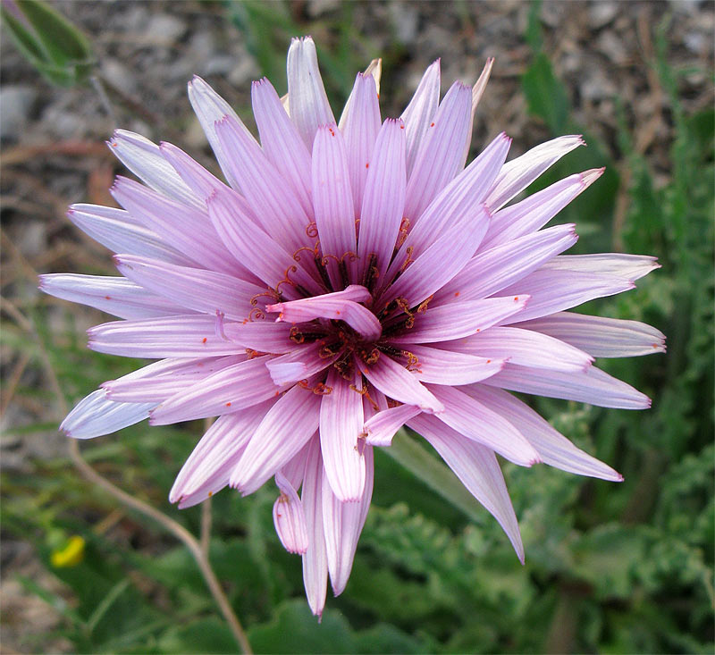 Image of Scorzonera papposa specimen.