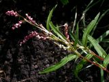 Persicaria minor. Верхушки побегов с соцветиями (длина листьев в кадре - до 6 см). Киев, берег Святошинского озера, на отвалах грунта у ремонтируемых дамб. 18 июля 2008 г.