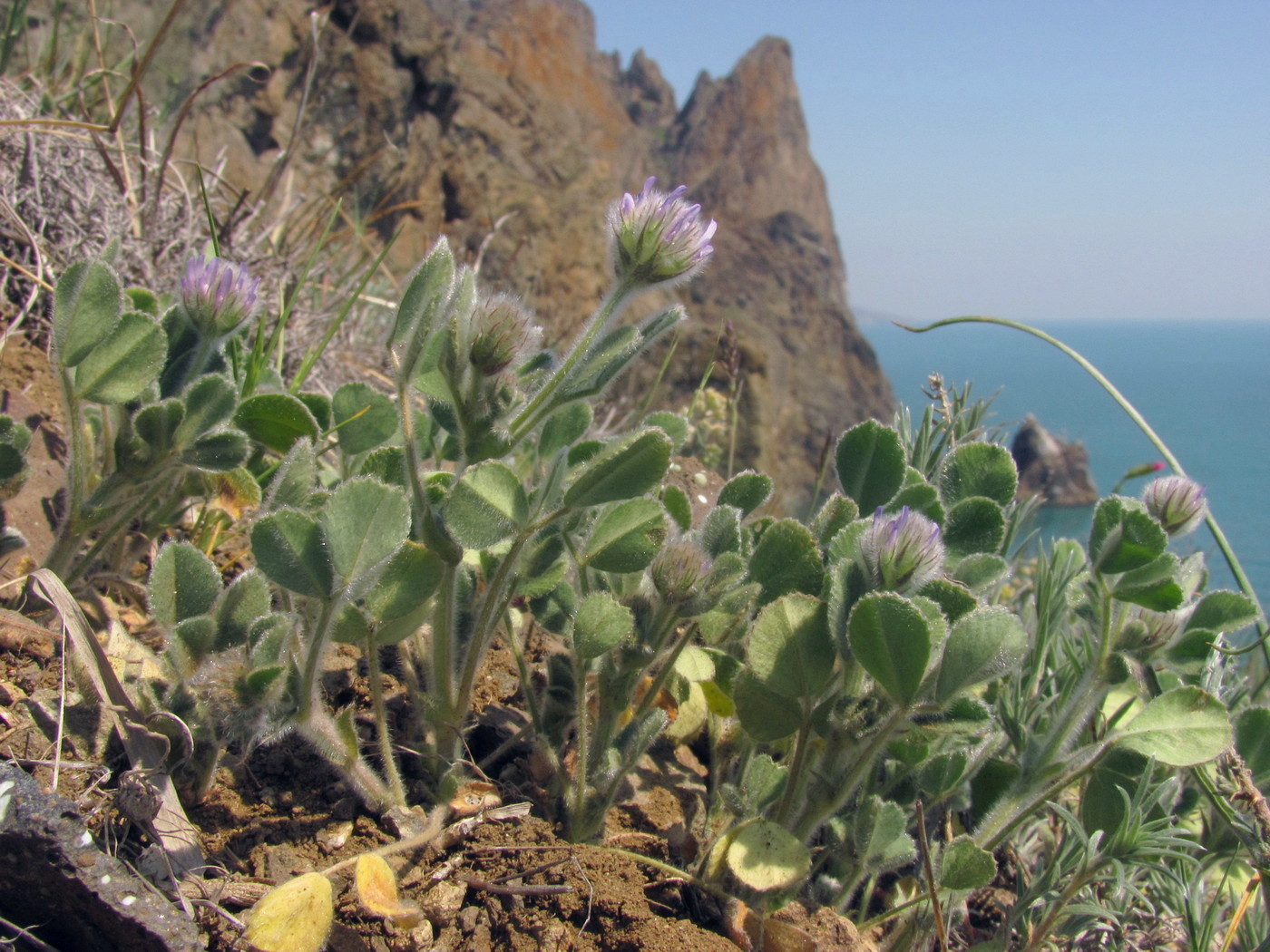 Image of Trigonella rotundifolia specimen.