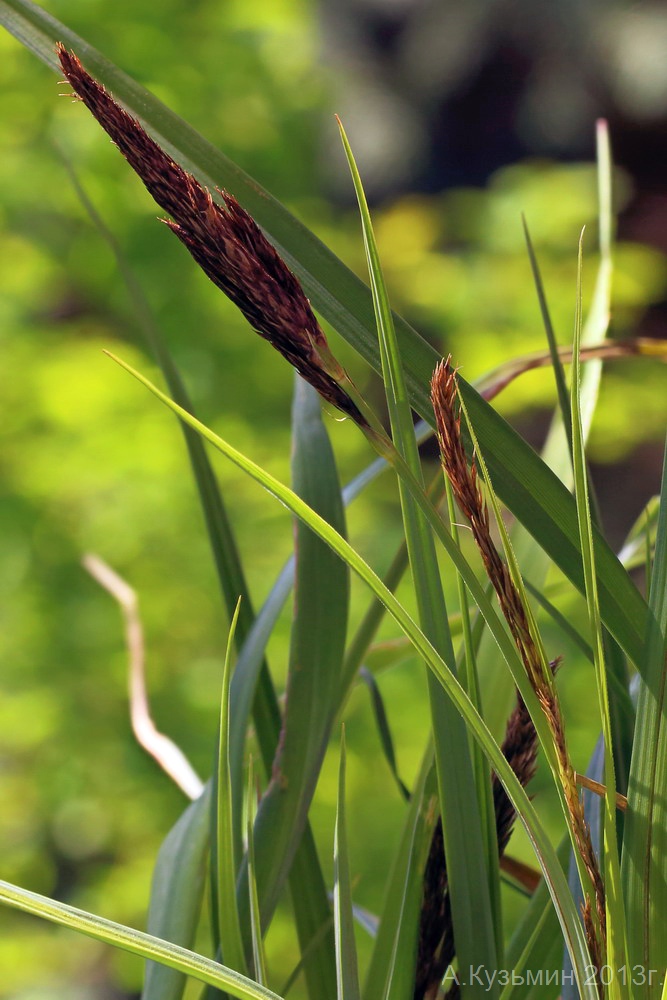 Image of Carex &times; toezensis specimen.