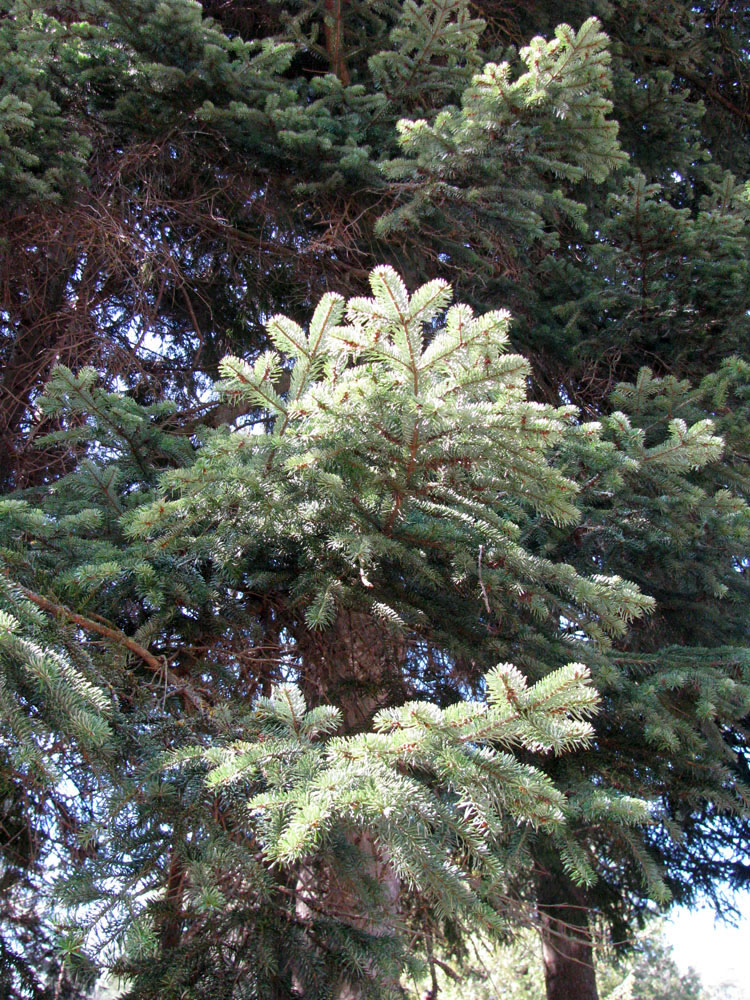 Image of Abies nordmanniana specimen.