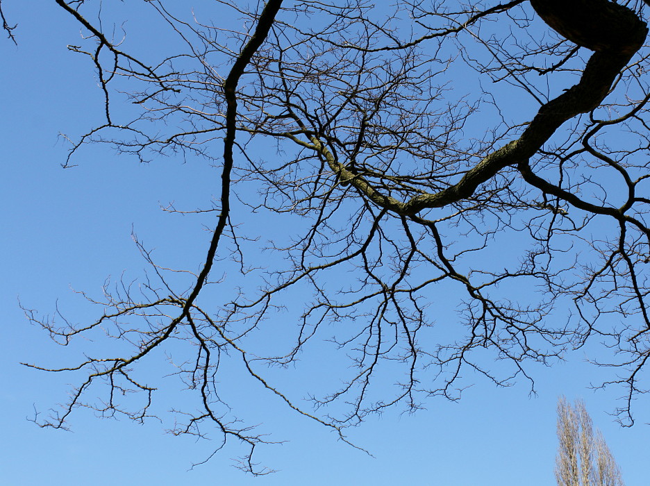 Image of Robinia pseudoacacia specimen.