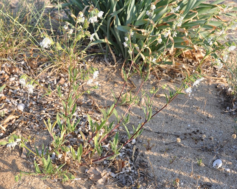 Image of Silene dichotoma specimen.