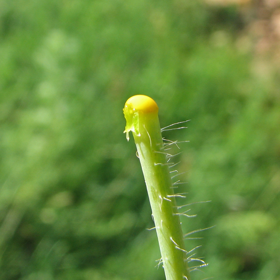 Image of Papaver stevenianum specimen.